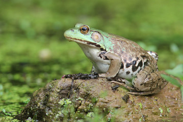Female Green Frog (Rana clamitans) and Young Frogs on Log