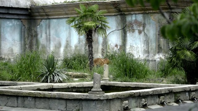 appare una tigre nel giardino del maharaja