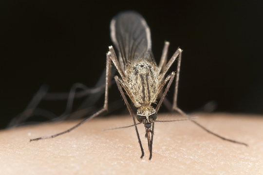 Mosquitos sucking blood, extreme close up