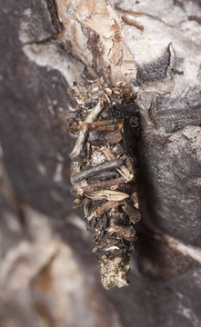 Moth larva feeding on burnt tree, macro photo