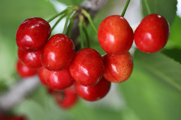 Ripe sweet cherries on branch
