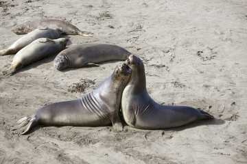 Fototapeta premium sea lions on california coast north of santa monica may 2011