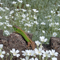 Zauneidechse - Lacerta agilis