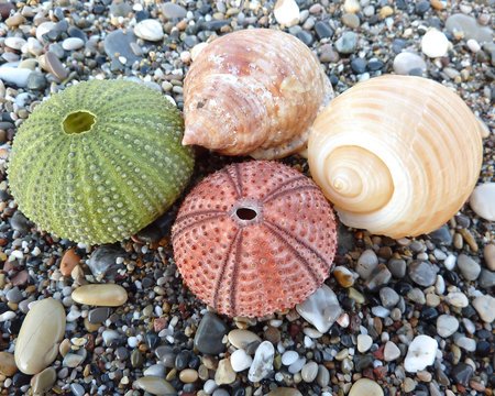 sea urchins and shells, natural background