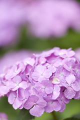 Obraz premium 雨上がりのアジサイの花