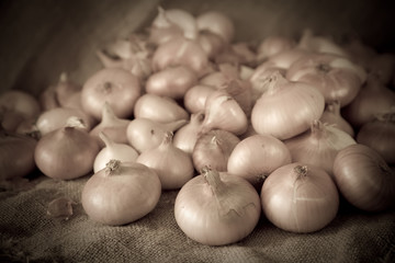 Retro photo of harvested onion