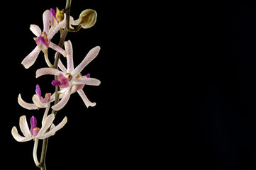 pink orchid against black background
