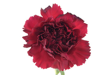 Red carnation flower isolated on a white
