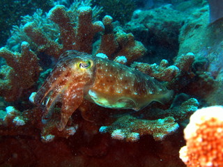 Devilfish, Vietnam, Nha Trang