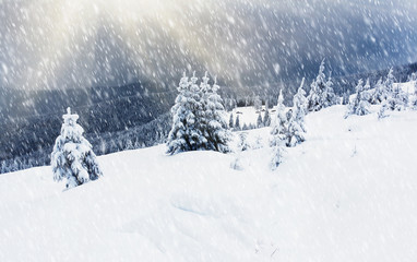 Obraz premium winter trees
