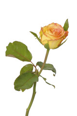 Single Rose with leaves