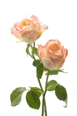 Two Rose in Pastel Color