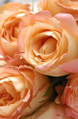 Close up pink rose