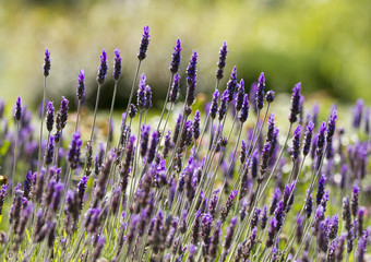 Fototapeta premium Lavender