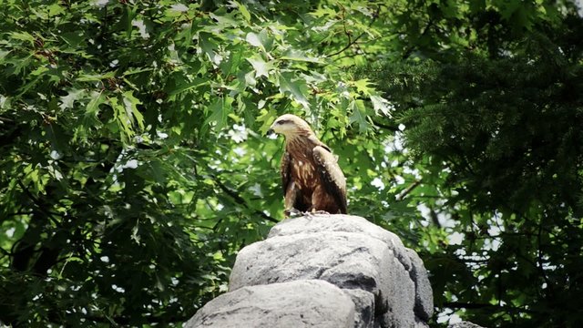 falco, poiana