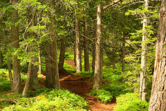 Piller Moor - Piller Swamp 21