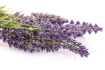 Naklejka premium Beautiful lavender flowers isolated on white