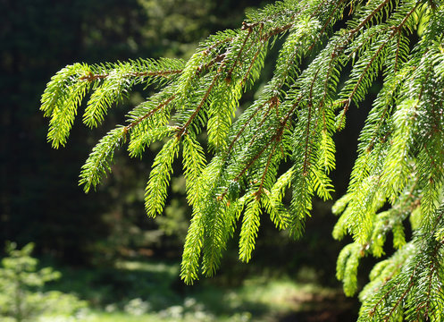 Fototapeta Nadelbaum