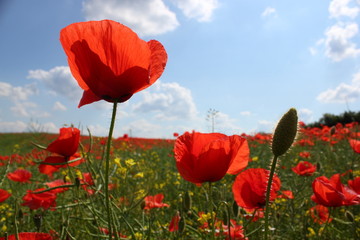 Naklejka premium Kwiat maku 4