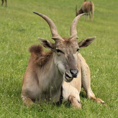 Eland. Taurotragus oryx.