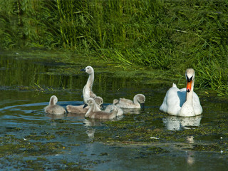 Mute Swan and Cygnets