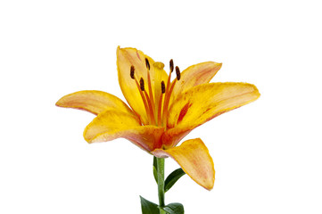 Obraz premium lily