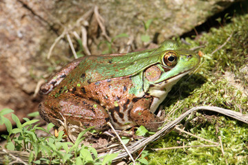 Green Frog On A Rock