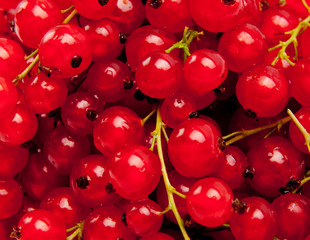 berries of a red currant. Red currant berry close up