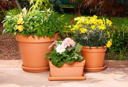 Vasi in terracotta con fiori