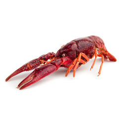 Lobster isolated. whole red lobster