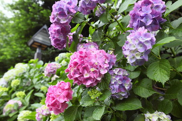 アジサイ (飛鳥山公園)