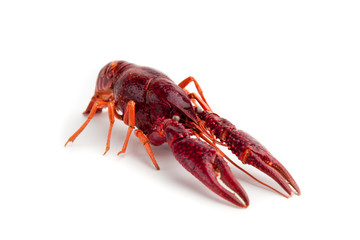 red lobster isolated