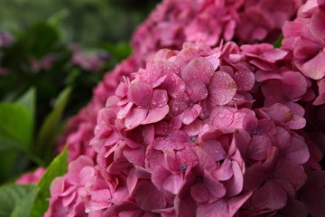 アジサイ (上野公園)