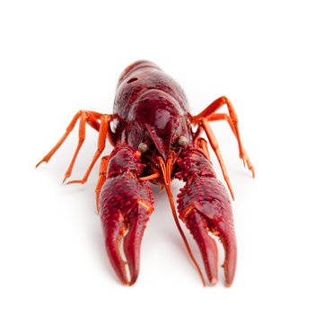 Lobster isolated. whole red lobster isolated on white background