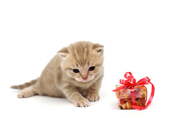 isolated cat and gift