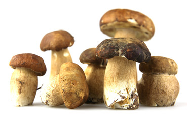 Mushrooms - Porcini, Boletus edulis