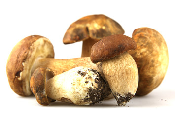 Mushrooms - Porcini, Boletus edulis