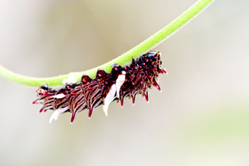 a butterfly larva crawling on a branch