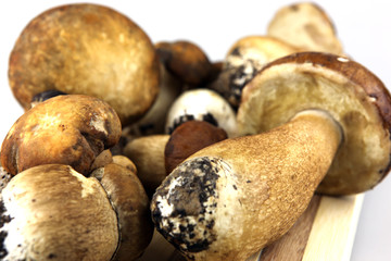 Mushrooms - Porcini, Boletus edulis