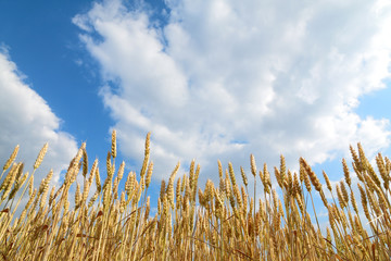 Wheat plant in summer from low angle