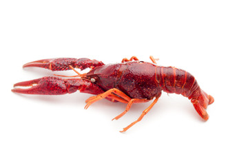 whole red lobster isolated on white background