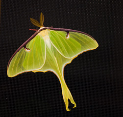 Luna Moth