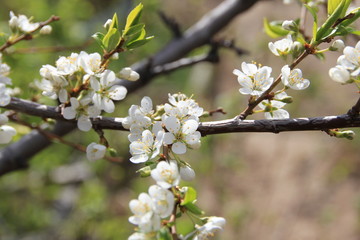 Obraz premium Цветущая яблоня