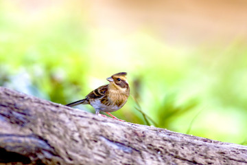 Yellow-throated Bunting a bird standing on branch