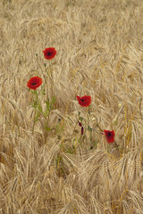 Fototapeta premium poppies and barley