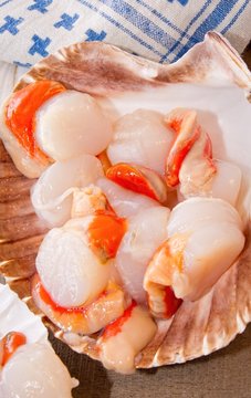Coquilles saint-jacques,corail.