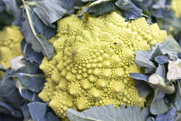 fractal Romanesco cabbage