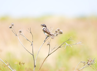 Saxicola rubetra. The bird sits on the branches.