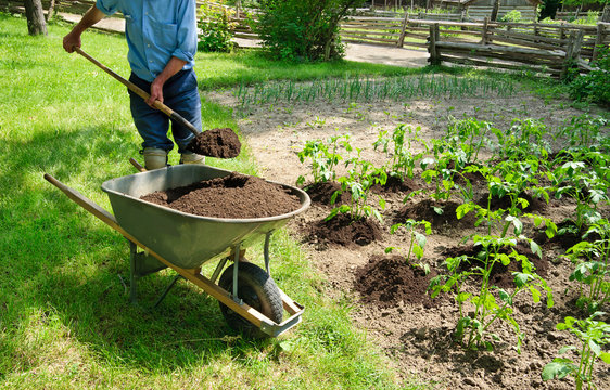 Growing Potatoes