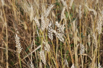 épis de blé